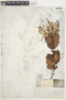 Clethra ovalifolia image
