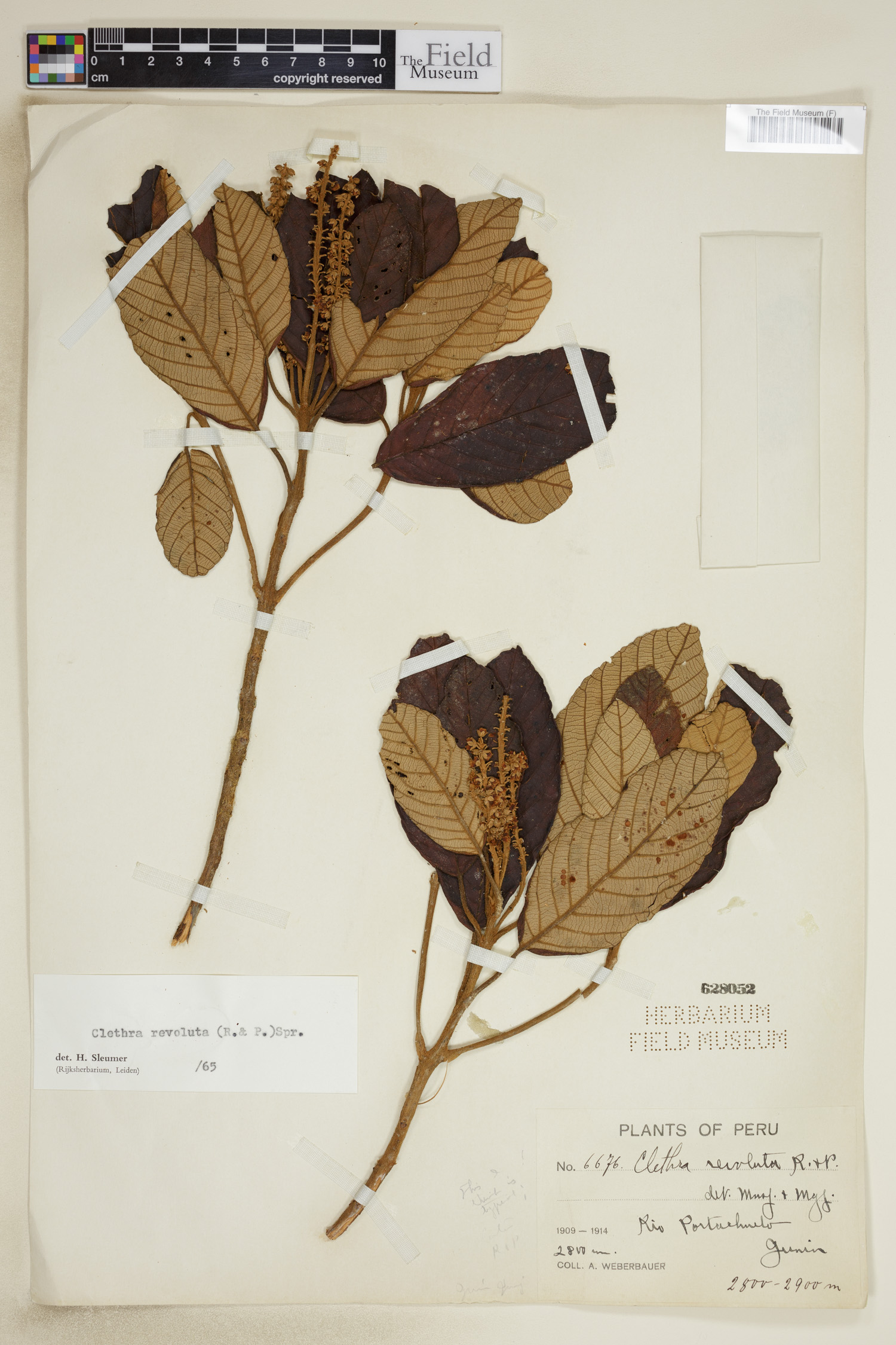 Clethra revoluta image
