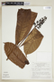 Isertia longifolia image