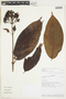 Isertia parviflora image