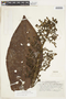 Isertia reticulata image