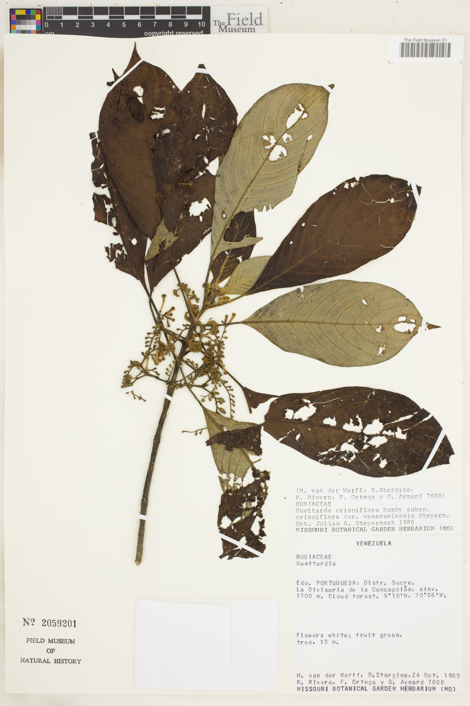 Guettarda crispiflora subsp. discolor image