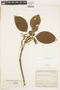 Guettarda crispiflora subsp. sabiceoides image
