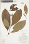 Guettarda crispiflora image