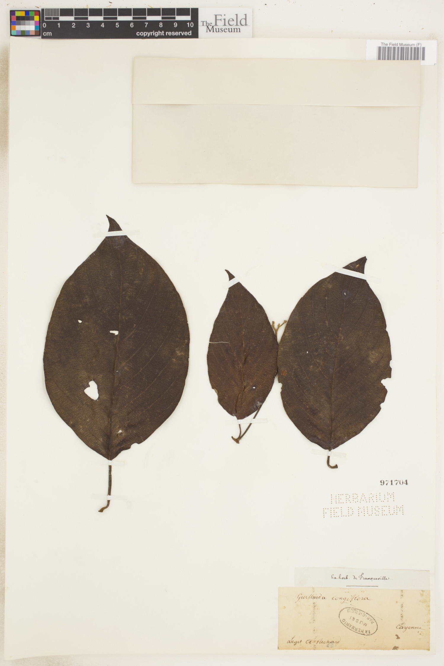 Guettarda longiflora image