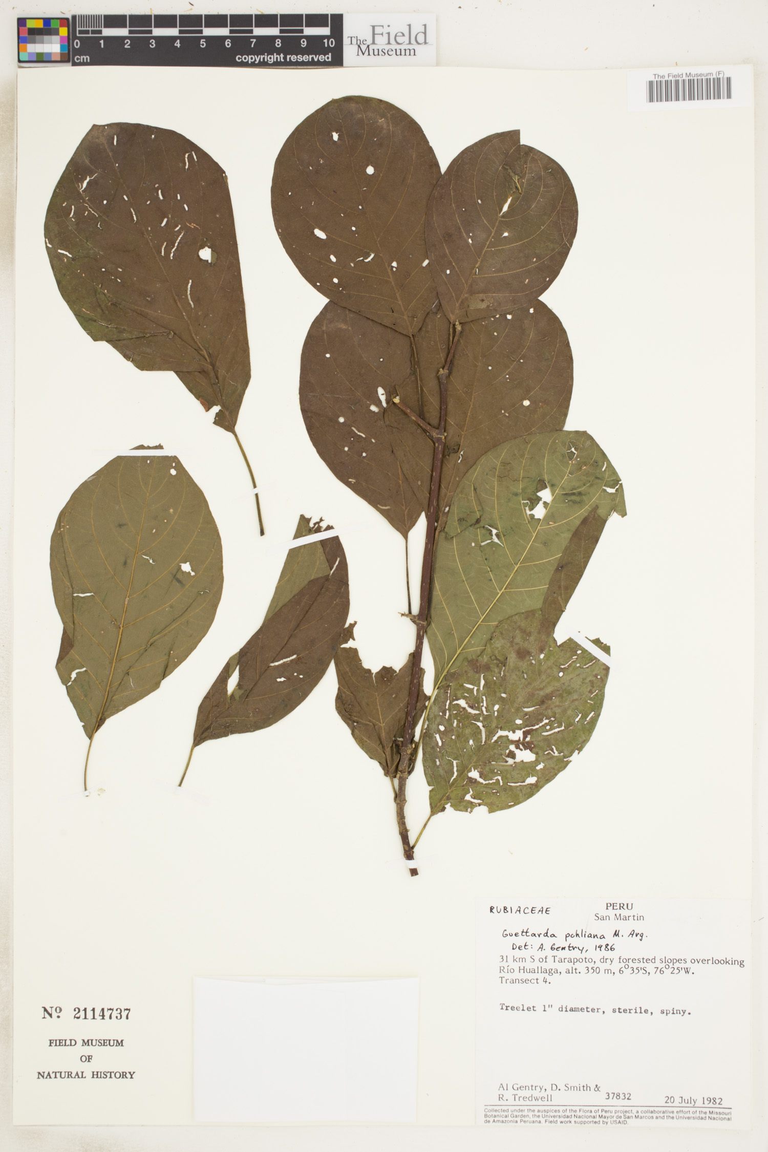 Guettarda pohliana image