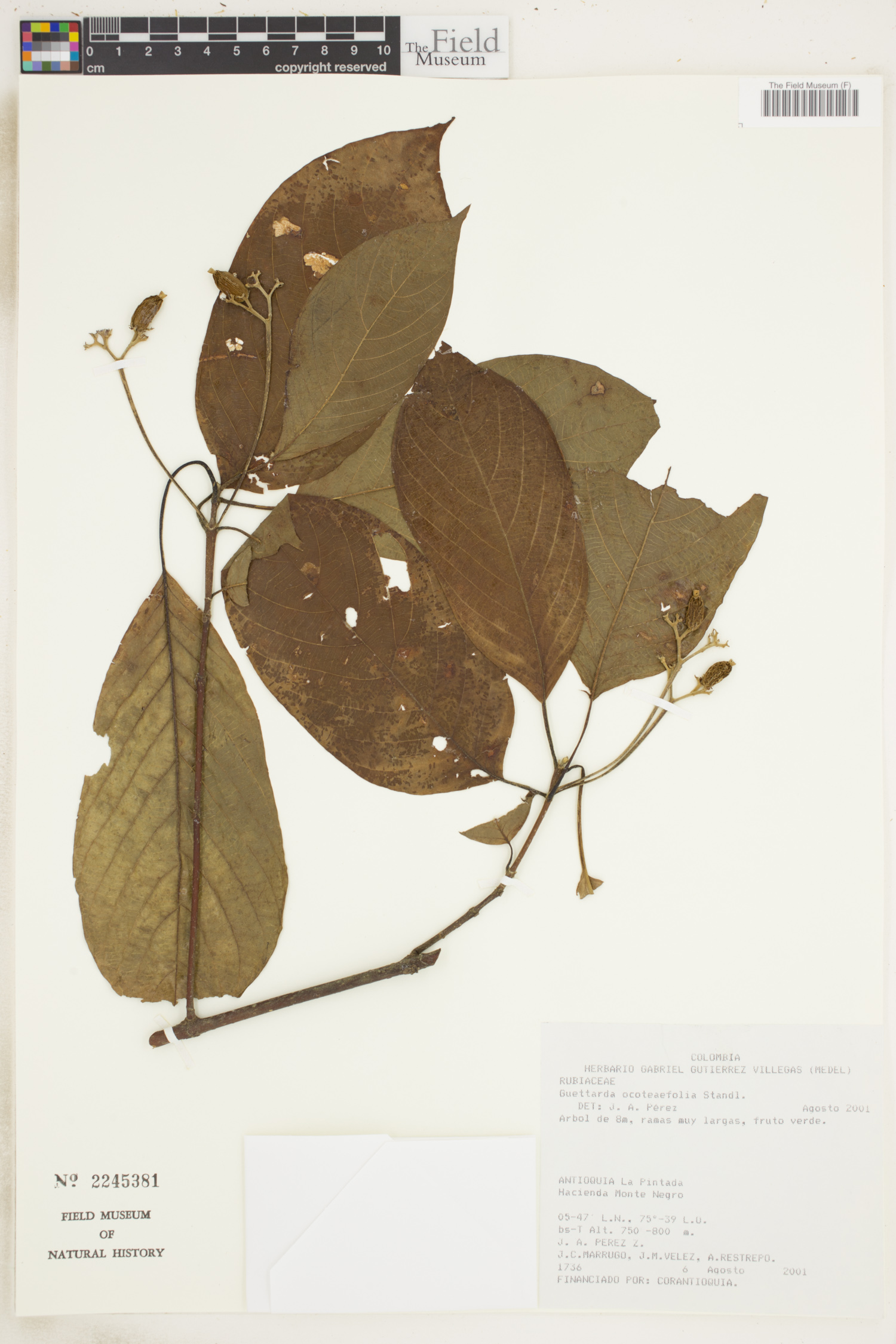 Guettarda ocoteifolia image