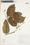 Guettarda ocoteifolia image