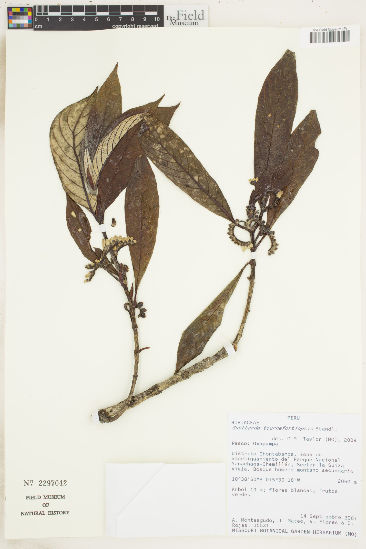 Guettarda tournefortiopsis image