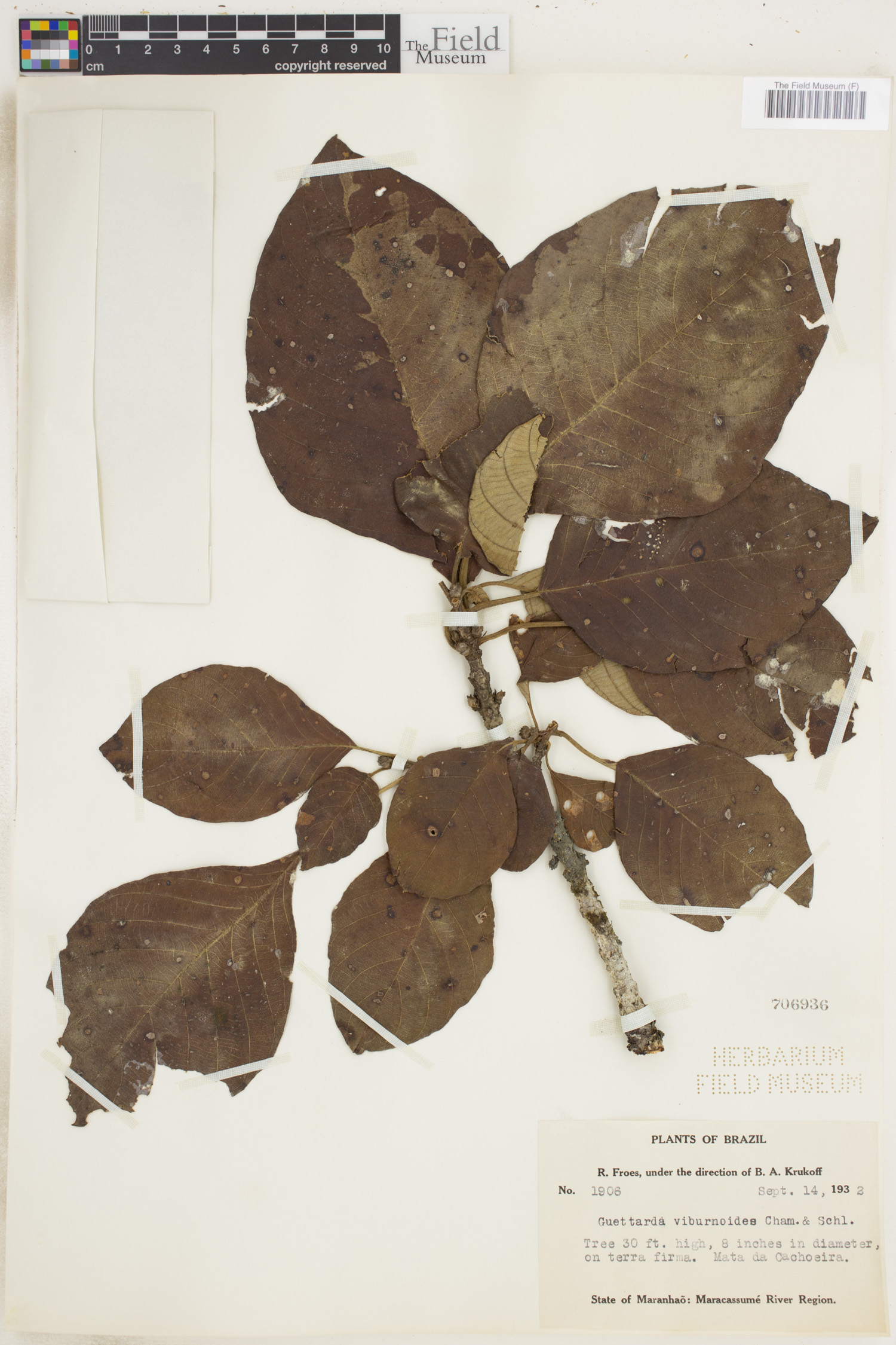 Guettarda viburnoides image