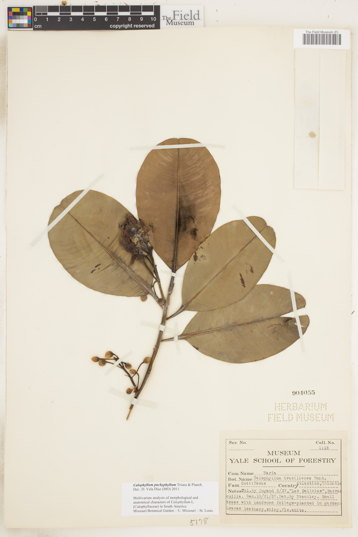 Calophyllum pachyphyllum image