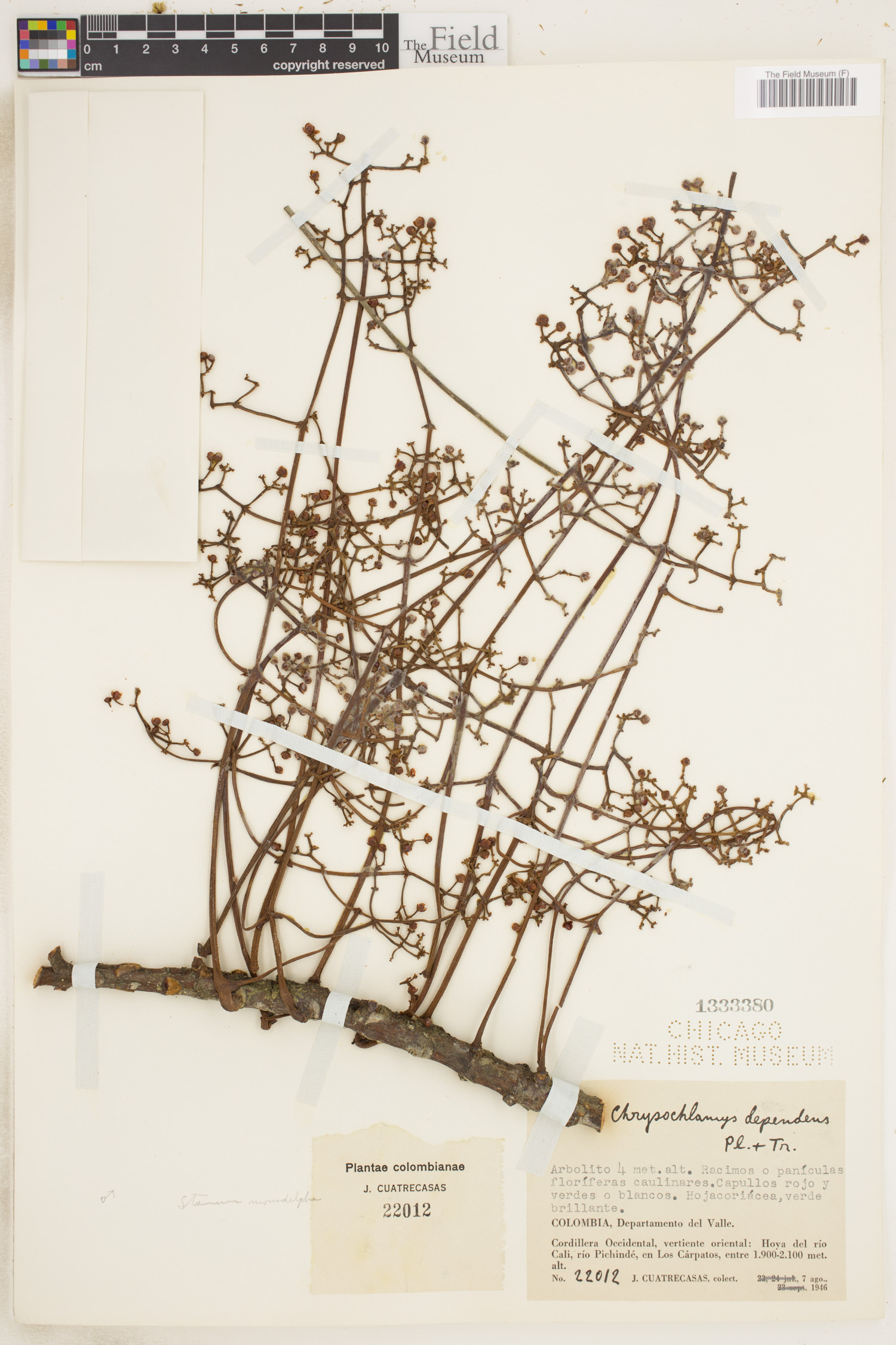 Chrysochlamys dependens image
