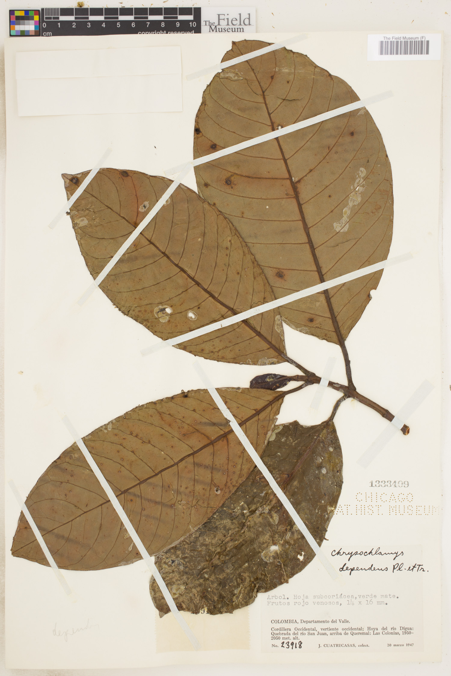 Chrysochlamys dependens image