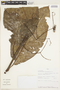 Chrysochlamys macrophylla image