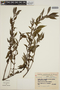 Hemidiodia ocymifolia image
