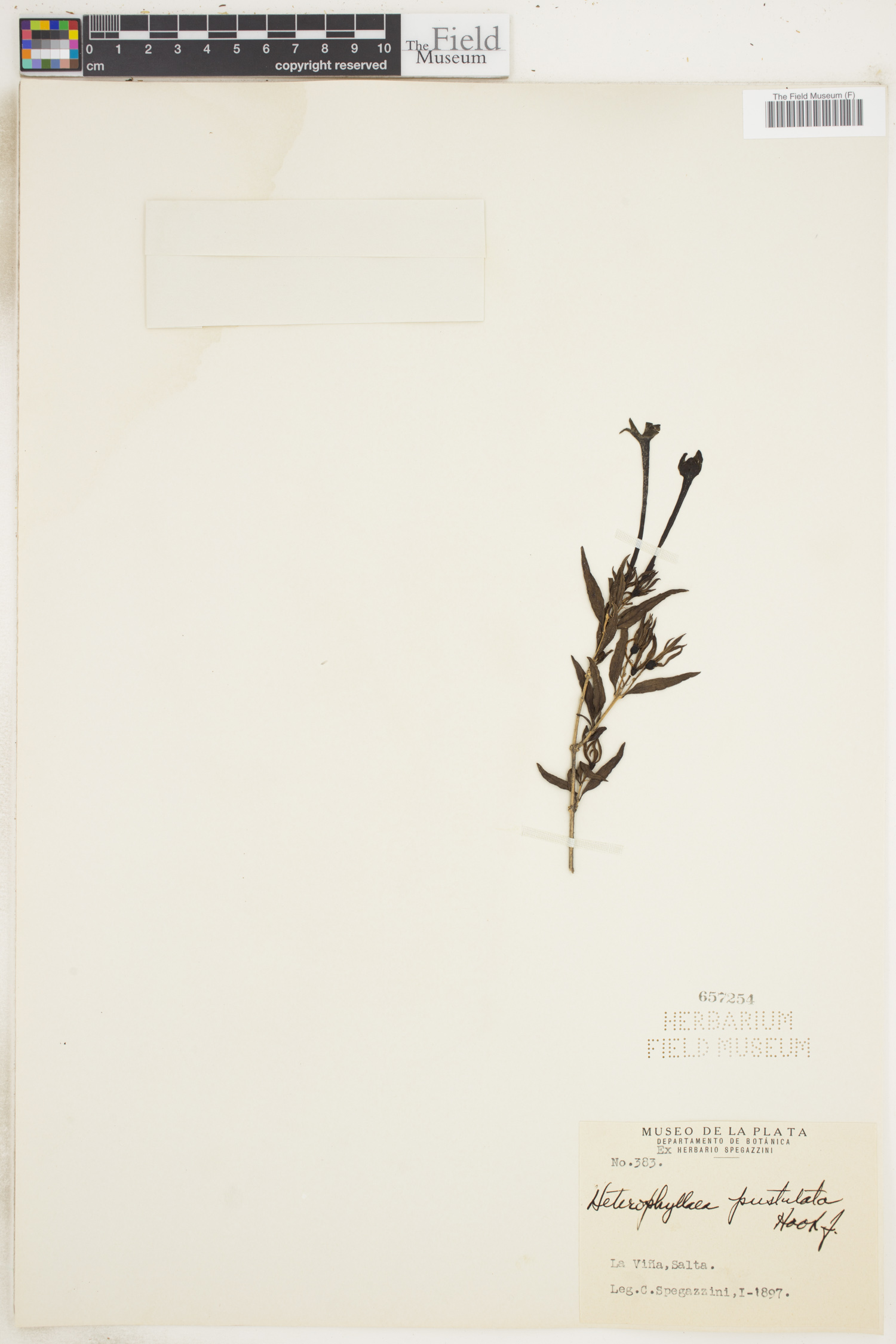 Heterophyllaea pustulata image