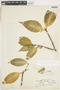 Hillia illustris image