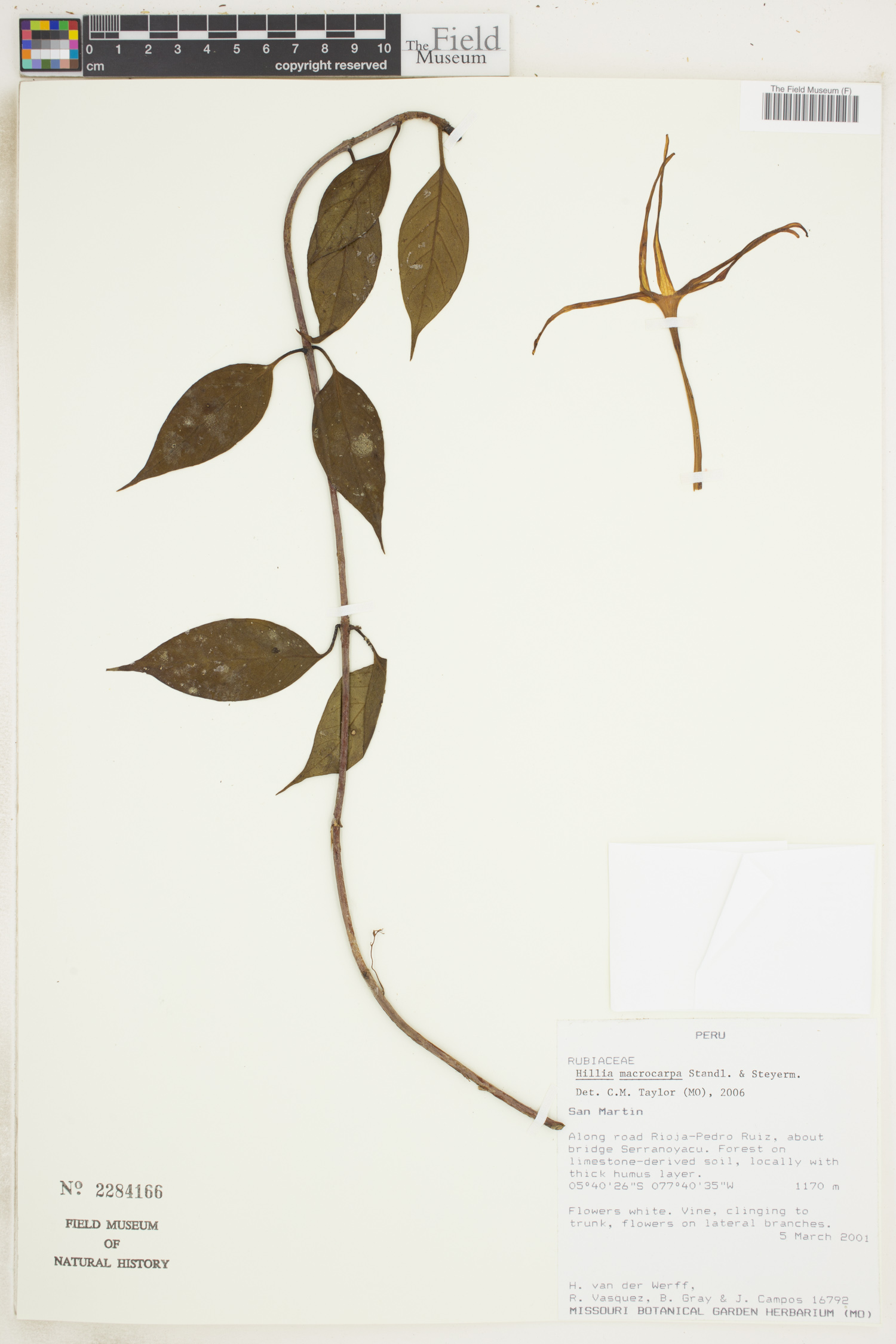Hillia macrocarpa image
