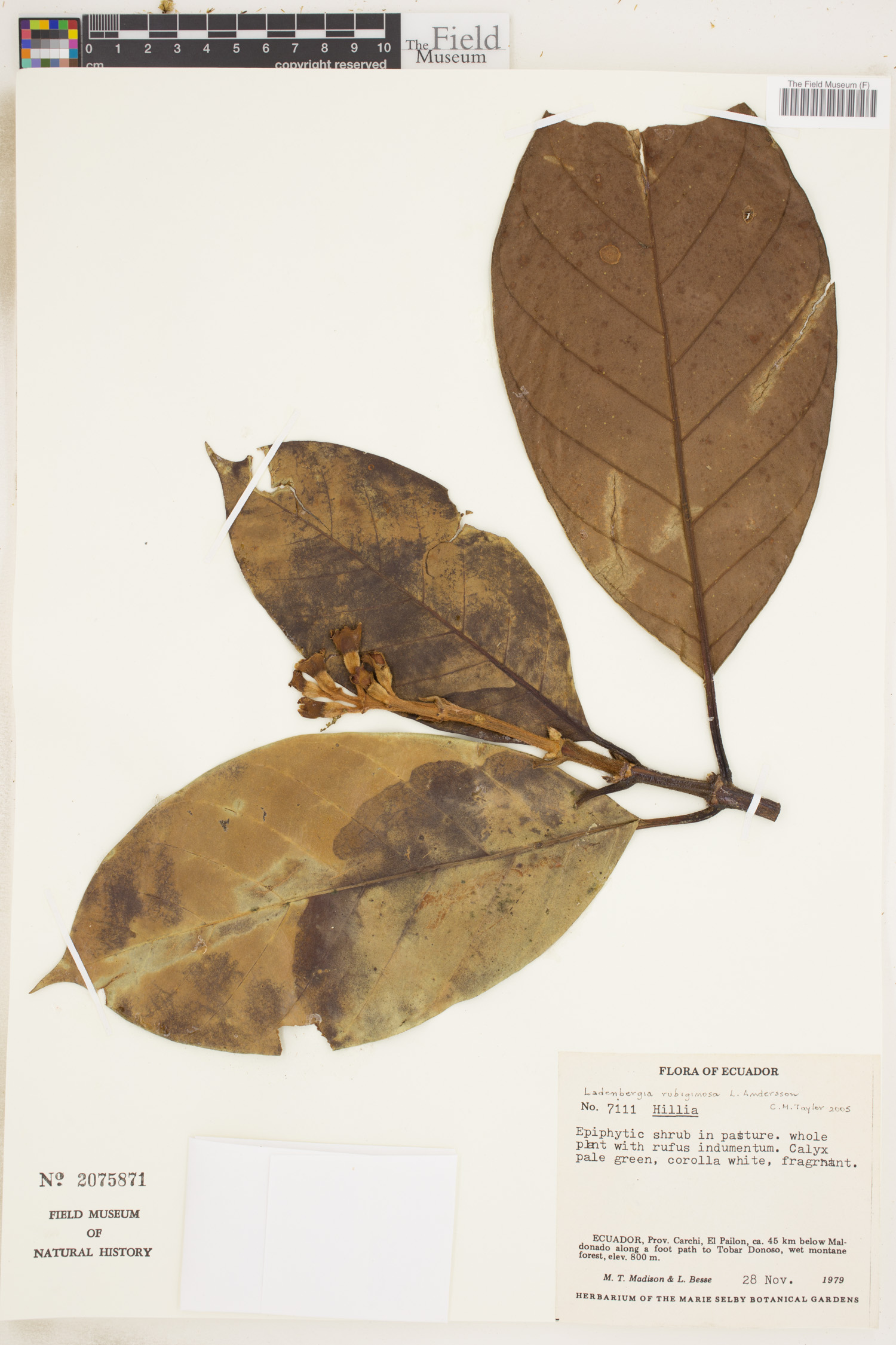Ladenbergia rubiginosa image