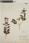 Hindsia longiflora image