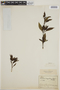 Hindsia longiflora image
