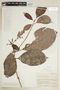 Hippotis albiflora image