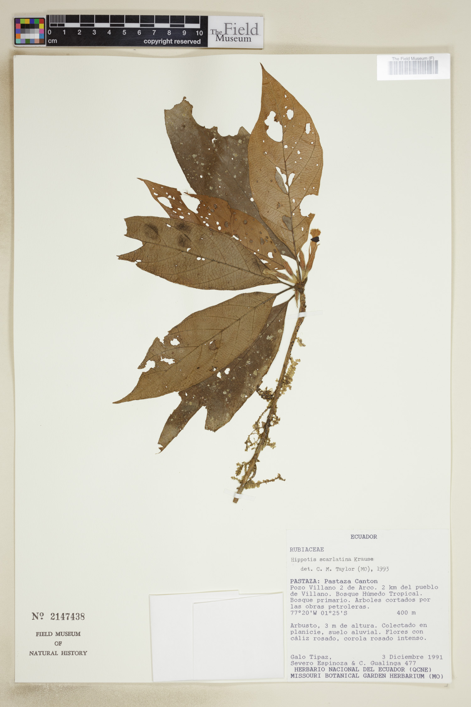 Hippotis scarlatina image