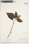 Hoffmannia apodantha image