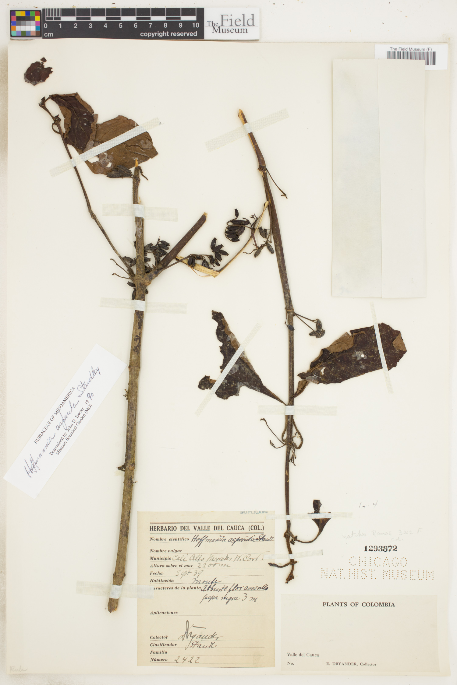 Hoffmannia asperula image