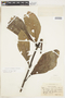 Hoffmannia asperula image