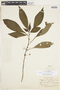 Hoffmannia australis image