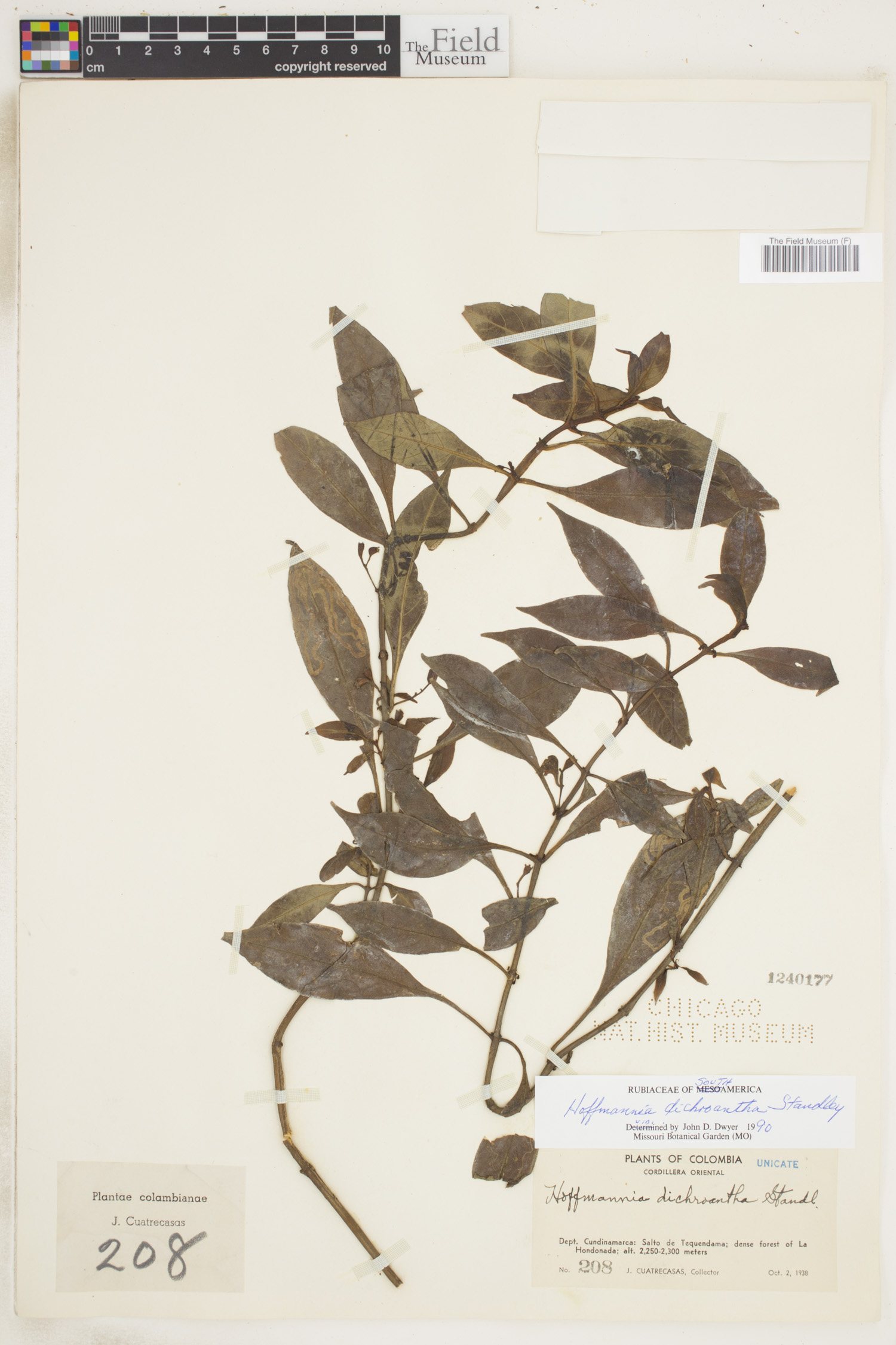 Hoffmannia dichroantha image