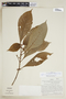 Hoffmannia latifolia image