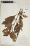Hoffmannia pauciflora image