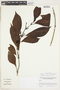 Hoffmannia pauciflora image
