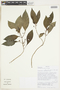 Hoffmannia pearcei image