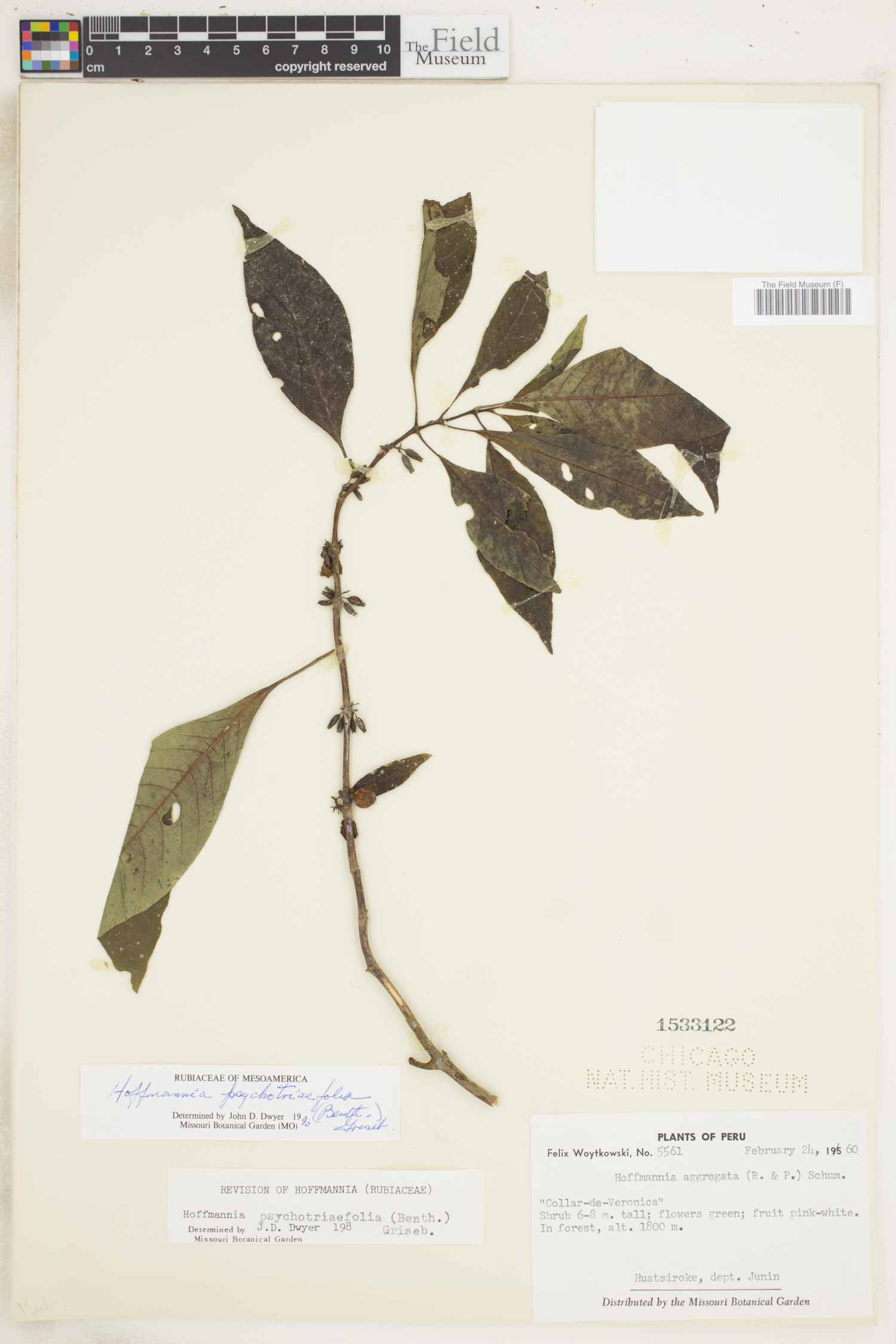 Hoffmannia psychotriifolia image