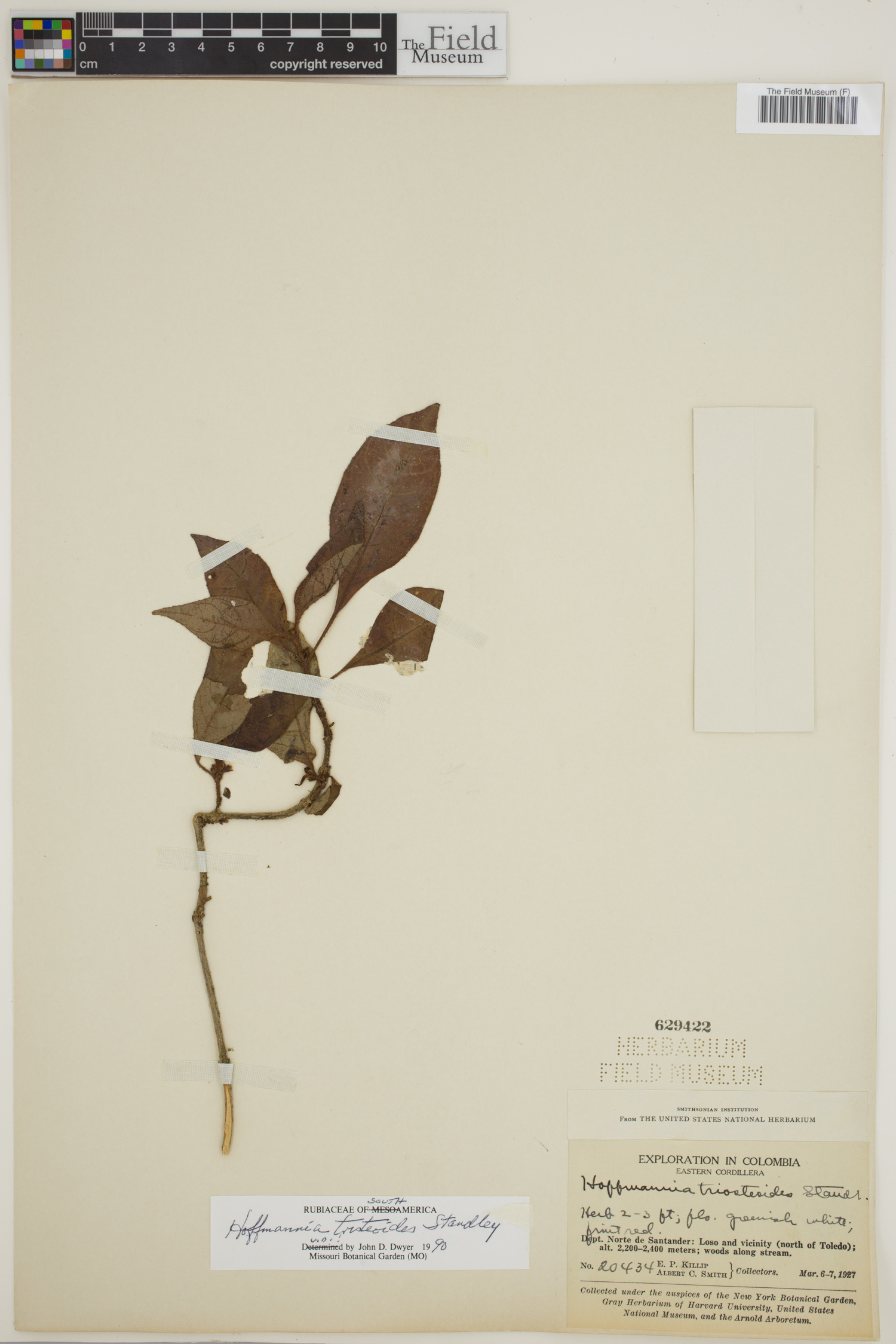 Hoffmannia triosteoides image