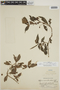 Hoffmannia verticillata image