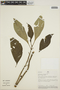 Hoffmannia villosula image