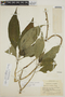 Hoffmannia villosula image