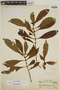 Hoffmannia williamsii image