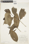 Ixora graciliflora image