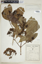 Ixora brevifolia image