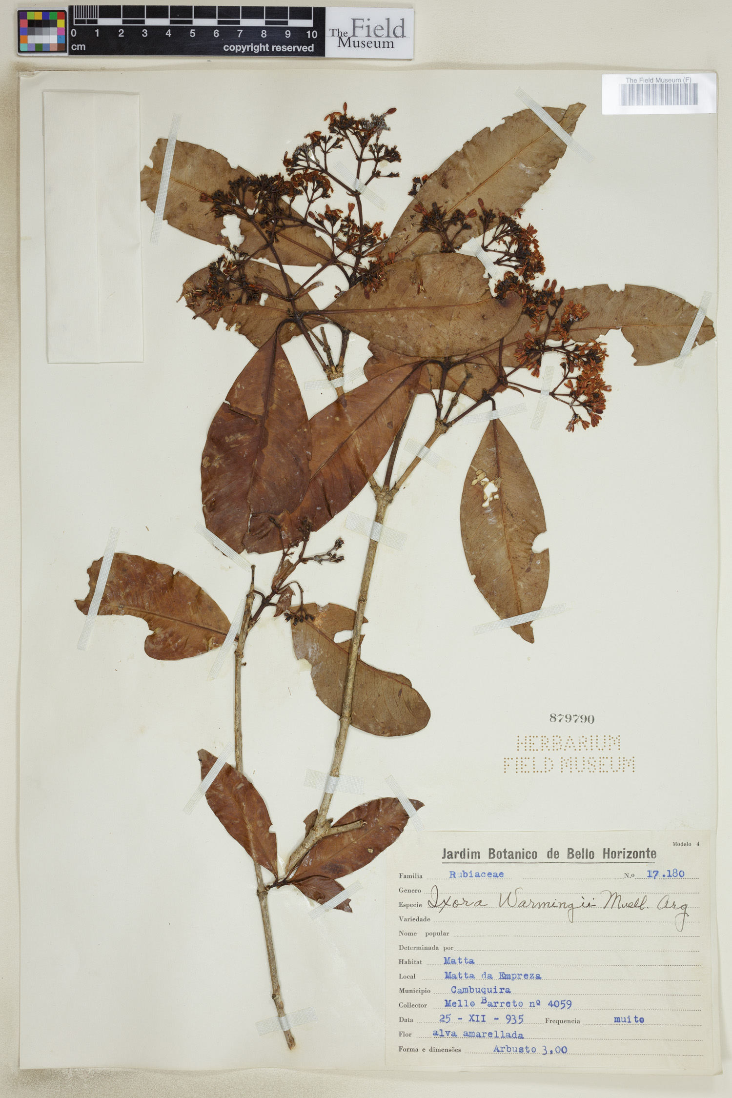 Ixora brevifolia image