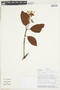 Ladenbergia acutifolia image