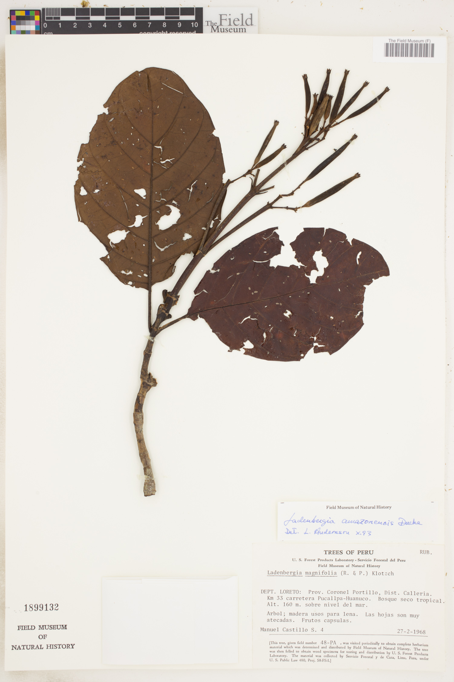 Ladenbergia amazonensis image