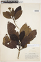 Ladenbergia crassifolia image