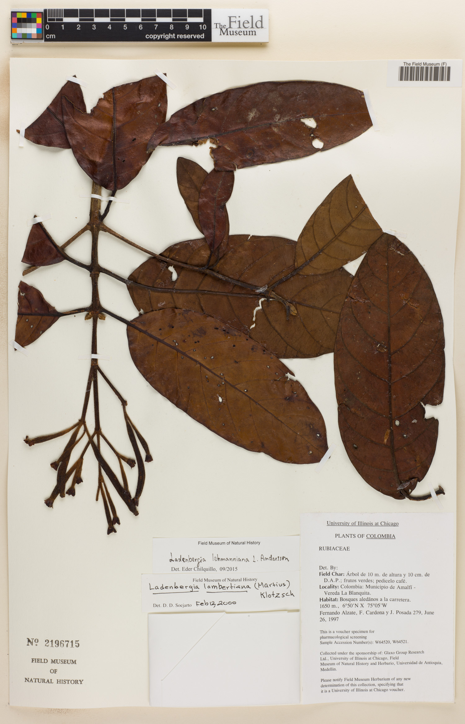 Ladenbergia lehmanniana image