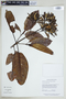 Ladenbergia lambertiana image
